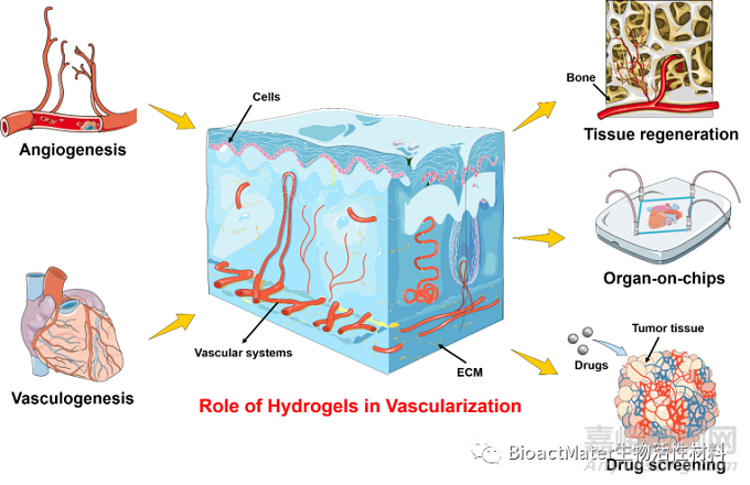 基于水凝胶材料体外构建血管化组织用于组织再生及药物筛选的研究进展