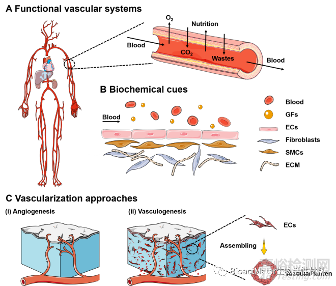 基于水凝胶材料体外构建血管化组织用于组织再生及药物筛选的研究进展
