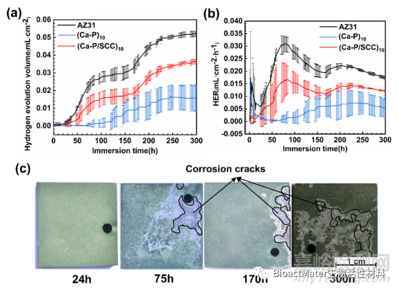 AZ31镁合金表面通过叶绿素铜诱导的Ca-P涂层的体外降解、光动力与光热抗菌活性研究