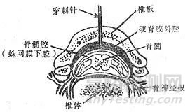 动物实验中麻醉要求