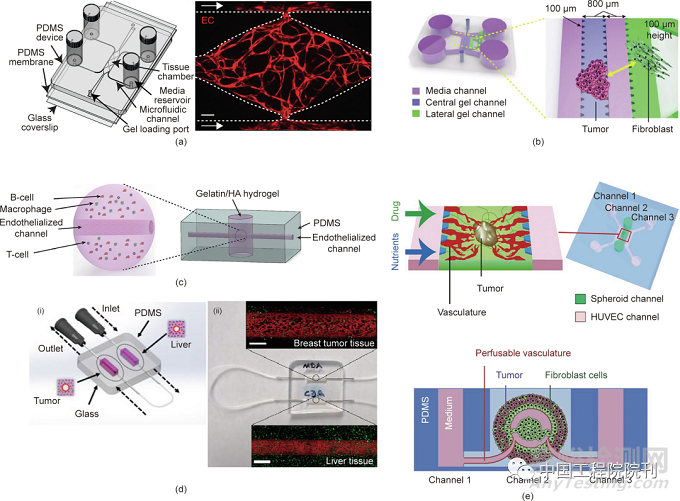 用于器官芯片的工程化血管系统