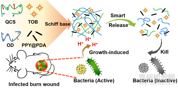 西安交大：细菌生长诱导抗生素智能释放的自愈合水凝胶敷料用于促进细菌感染的烧伤伤口愈合