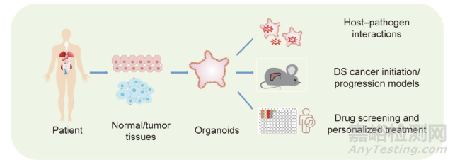 类器官技术引领新一代基础医学研究革命