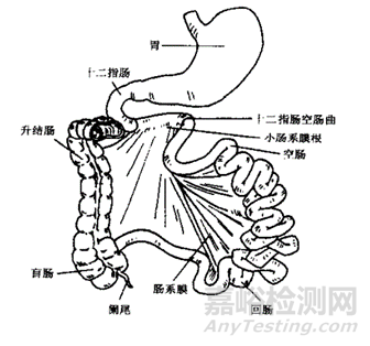 口服固体制剂体内吸收之绝佳之地-小肠