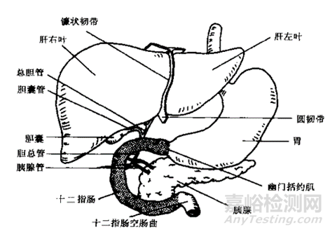 口服固体制剂体内吸收之绝佳之地-小肠