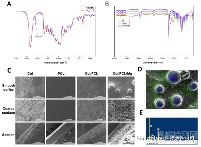 光固化Col/PCL/Mg复合引导骨再生膜的时空维持性能和成骨性能研究