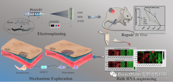 取向电纺膜纤维直径通过免疫方式加速上皮化促进伤口愈合