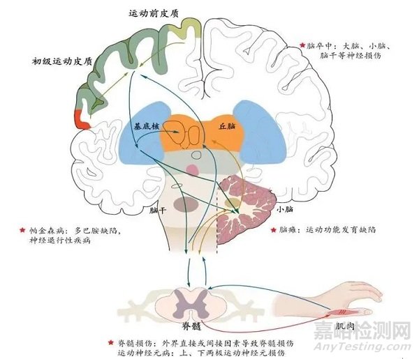 物理因子辅助运动和感觉康复的研究介绍与应用现状