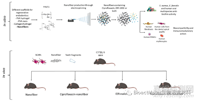 用于牙髓再生程序的抗菌膜和免疫调节可吸收纳米纤维锉