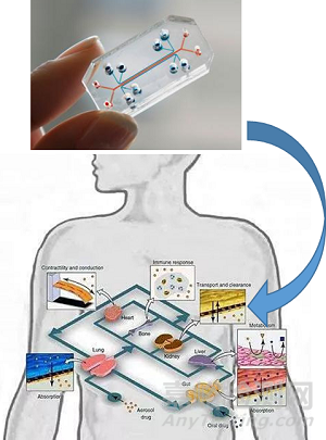 器官芯片的技术与制造，包括材料、加工与细胞培养