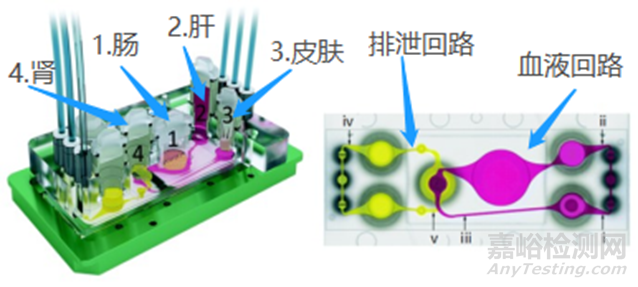 器官芯片的实际应用有哪些