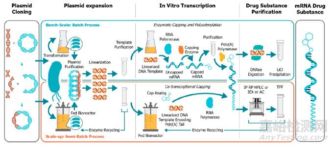 mRNA 药物生产技术和现状