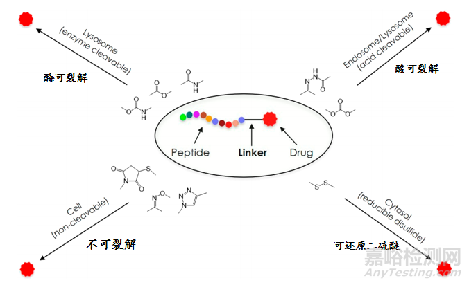多肽偶联药物（PDC）研究进展