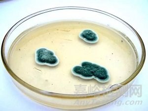 工作环境中的霉菌超标怎么处理？霉菌污染来源及防治方法详解！