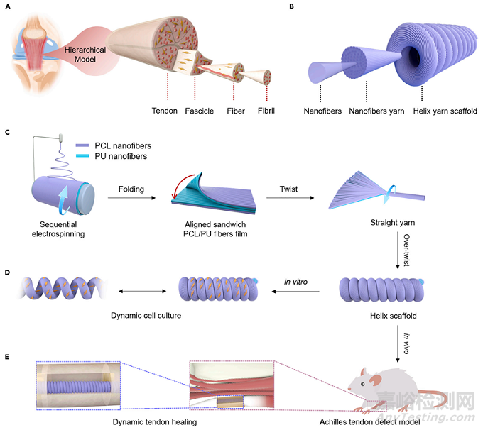 可拉伸螺旋纳米纤维支架用于运动型组织动态再生