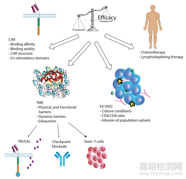 影响CAR-T细胞持久性的因素及应对策略