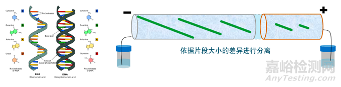 三大电泳实验经典汇总