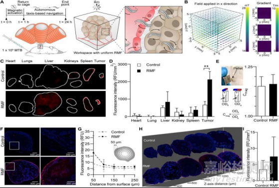使用均匀旋转磁场控制基于细菌的微型机器人对肿瘤进行治疗
