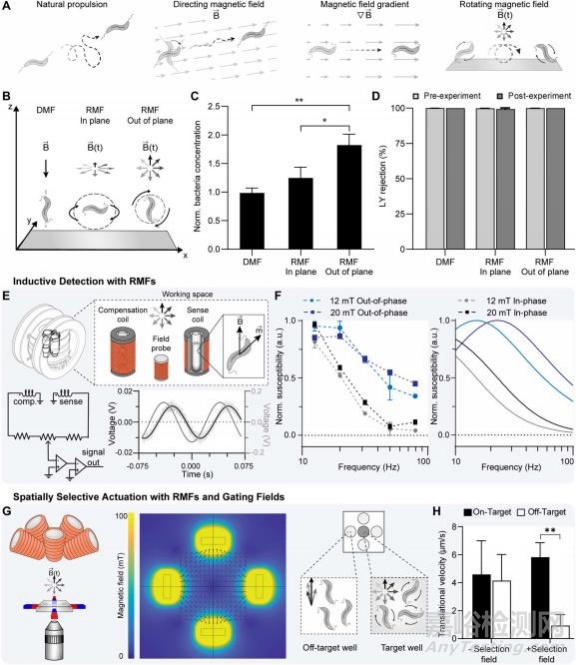 使用均匀旋转磁场控制基于细菌的微型机器人对肿瘤进行治疗