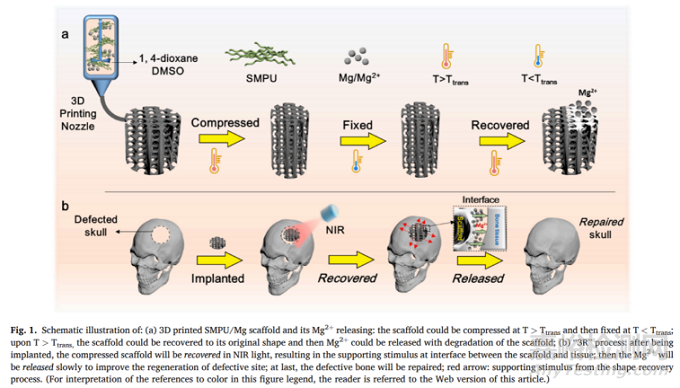 中科院：近红外响应性3D打印形状记忆聚氨酯/镁复合支架促进骨再生