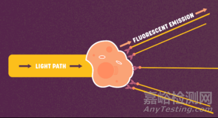 流式细胞仪检测原理、组成结构