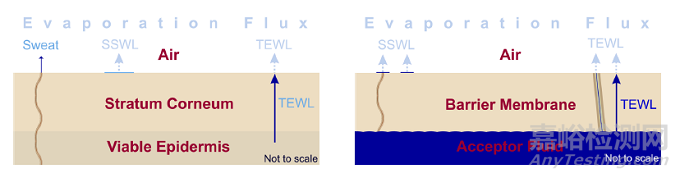 体外皮肤渗透研究（IVPT）之浅谈皮肤完整性测试试验