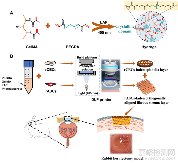 天津大学：3D打印仿生上皮/基质双层水凝胶支架用于角膜再生
