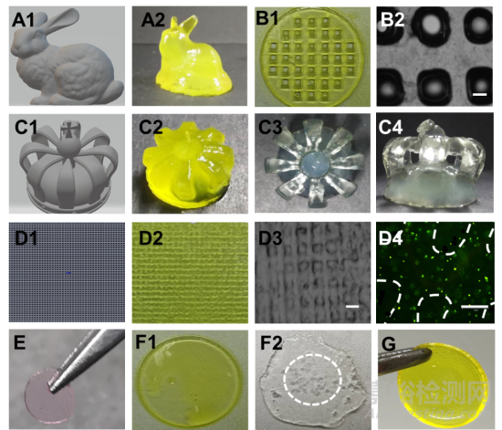 天津大学：3D打印仿生上皮/基质双层水凝胶支架用于角膜再生