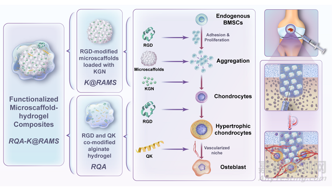 功能化微支架水凝胶复合体系通过软骨内骨化路径加速修复骨软骨缺损