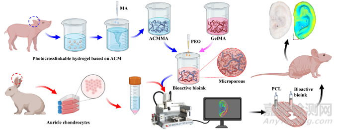 基于软骨脱细胞基质光敏多孔生物墨水3D生物打印及再生耳廓形态软骨