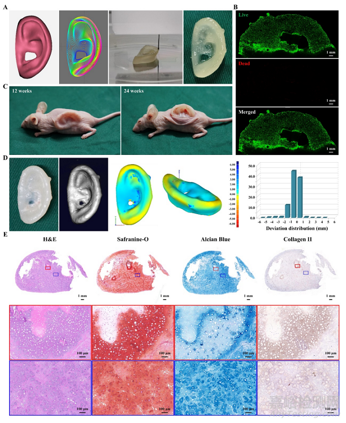 基于软骨脱细胞基质光敏多孔生物墨水3D生物打印及再生耳廓形态软骨