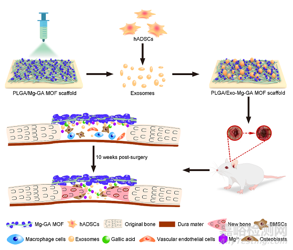 具有成骨、血管生成和抗炎特性的外泌体功能化镁有机框架支架可加速骨再生