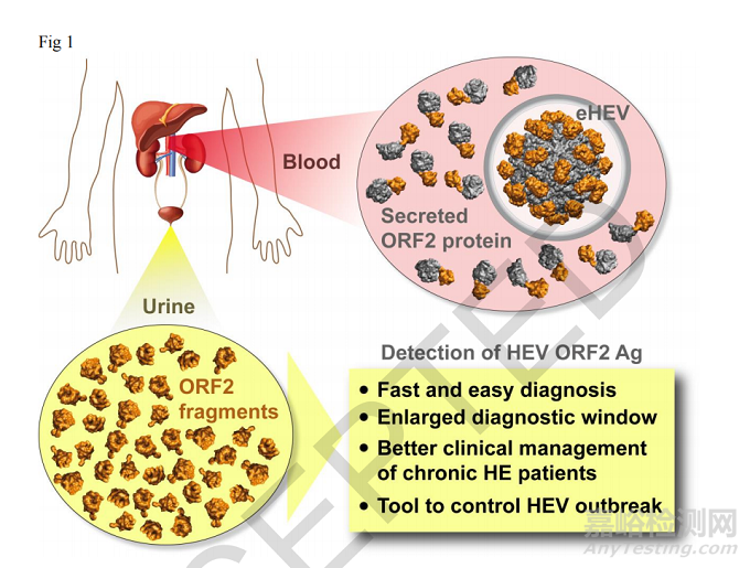 尿液测肝炎最新研究