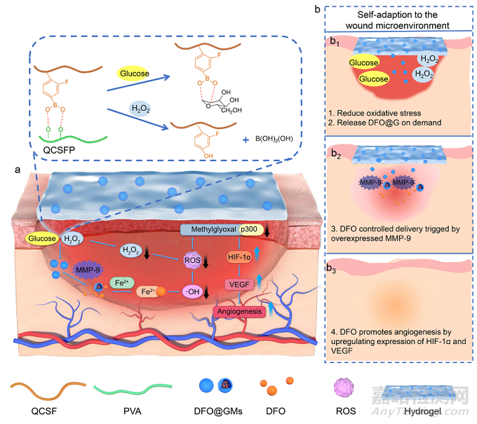 具有促进血管生成的糖尿病伤口微环境自适应性水凝胶促进伤口愈合的研究