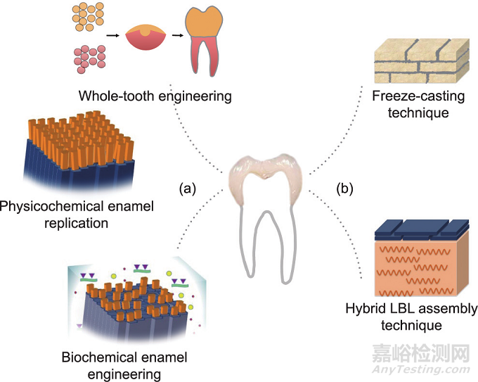 仿生牙釉质材料的工程制造策略