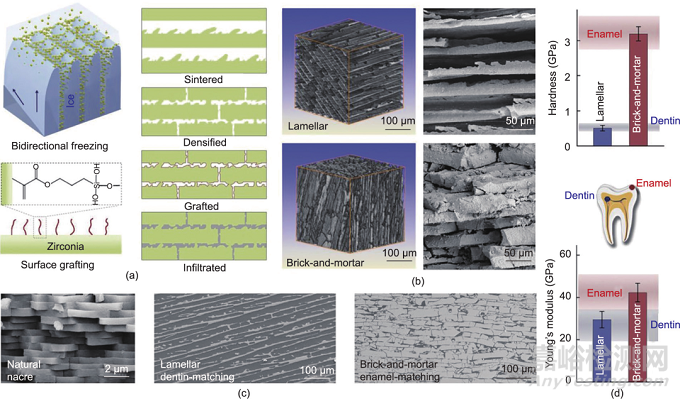 仿生牙釉质材料的工程制造策略