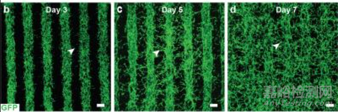 一项3D生物打印技术制造眼组织的研究