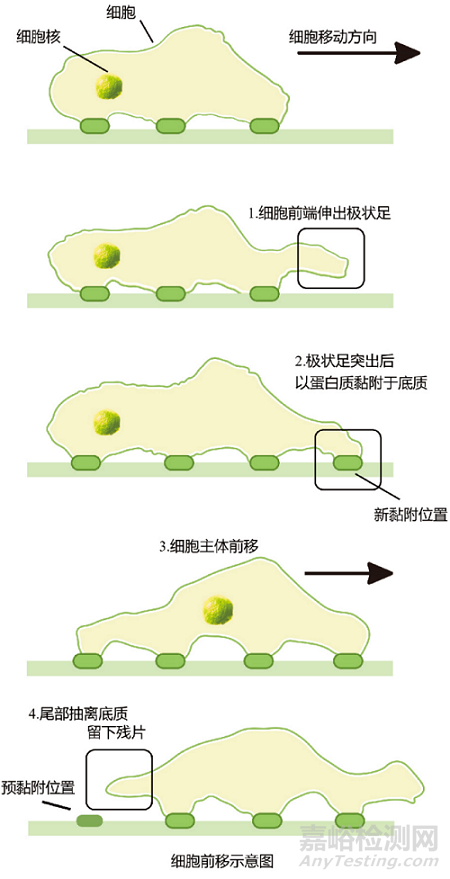 细胞迁移和侵袭实验步骤与注意事项