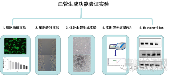 如何表征水凝胶的促血管生成能力？