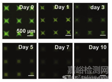 如何表征水凝胶微针的药物释放行为？