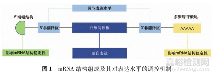 mRNA药物载体非临床安全性评价研究进展