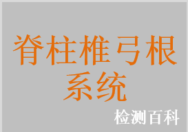 颈椎椎弓根系统，胸腰椎椎弓根系统